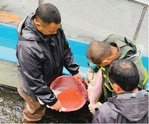 自主创新，填补我国虹鳟良种空白